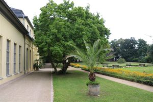 Magnolien-Baum und Park